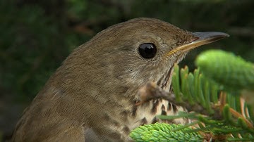 Songbirds are Signaling Climate Change in Vermont