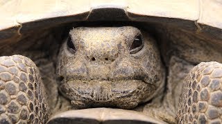 Celebrity Saving the Gopher Tortoise - Untamed Science Net Worth