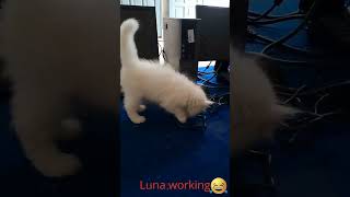 CEO of cuteness Took Over My Setup🤣😂 Cat vs pc