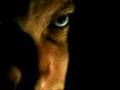 Witch Blood Book Video