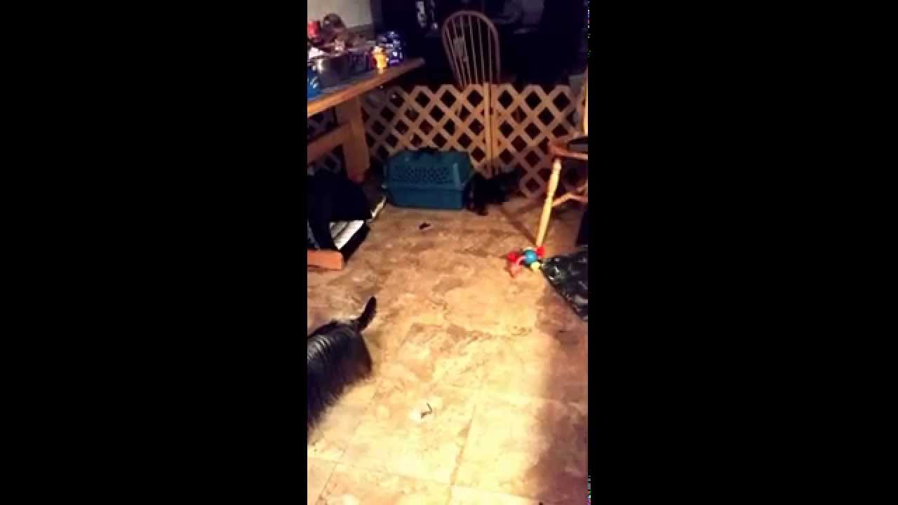 aslett silky terriers