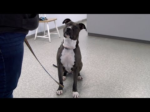 Video: Adoptarea câinelui săptămânii - Pinocchio