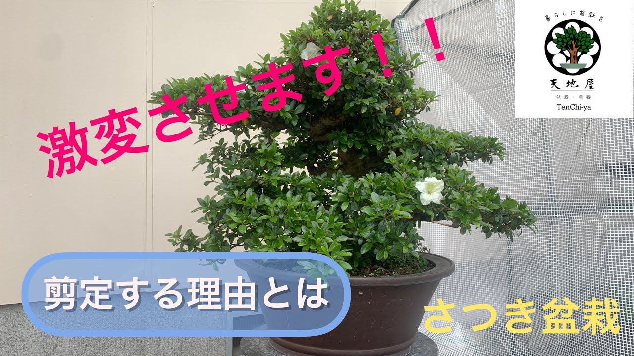 激変させます！！さつきの樹が盆栽になるように剪定します👍How to