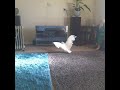 Rapping bird dancing kendrick lamar