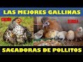 Las Mejores Gallinas Sacadoras de Pollitos