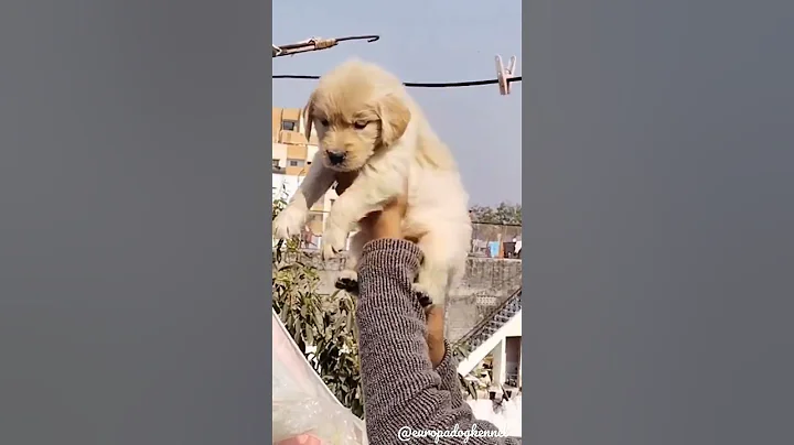 Golden Retriever Puppy Available for Free Adoption #shorts #gsd #pets