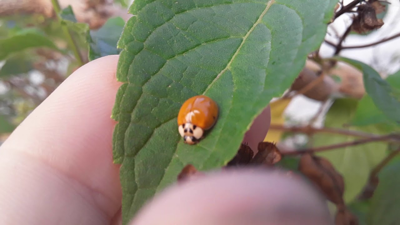 Criação de joaninhas 🐞🌱 - YouTube