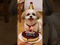 Happy 17th Birthday ❤️ #cuteanimals #shihtzu #puppy #petsrule #animalshorts