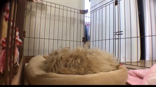 2018.04.27【Live Camera】Today's Colo ～HOME ALONE the61th day～　今日のコロ～お留守番61日目～