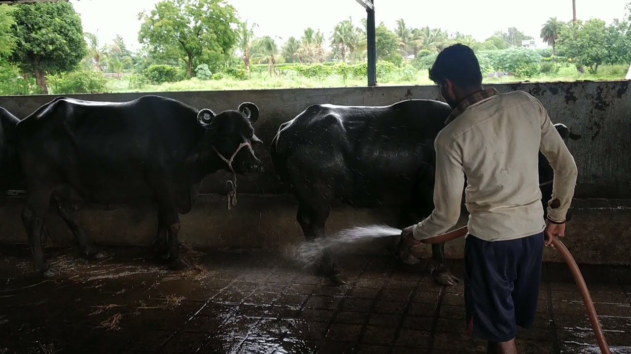Buffalo ki safai | Buffalo bathing