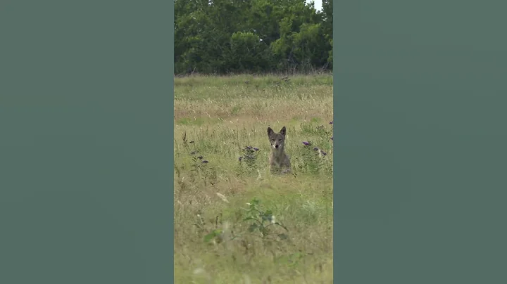 To The Face! #foxpro #coyote #hunting #shorts