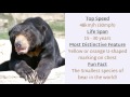 14 Interesting Things You Should Know About Sun Bear