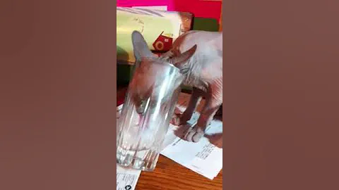 Video 1675281: cutest hairless cat, cat drinking
