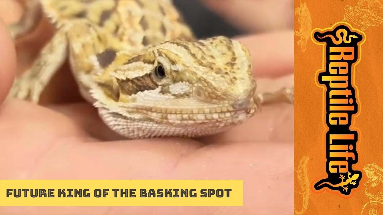 Young Bearded Dragons | Reptile Life Ferntree Gully