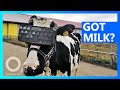 ‧ 虛擬實境用於放鬆乳牛生產更多的牛奶