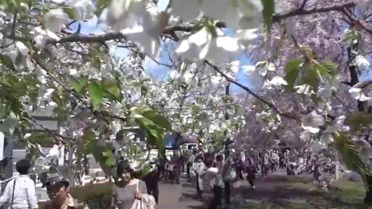 東京桜散歩 皇居 乾通り 一般公開 乾門外 桜が満開で大混雑 14 4 4 Imperial Palace Youtube 東京桜散歩 皇居 乾通り 一般公開 乾門外 桜が満開で大混雑 14 4 4 Imperial Palace Youtube