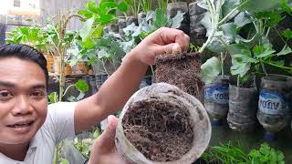 Ternyata Bisa !!! Menanam Sayur KAILAN Menggunakan Botol Mineral Bekas | Urban Farming Ternyata Bisa !!! Menanam Sayur KAILAN Menggunakan Botol Mineral Bekas | Urban Farming