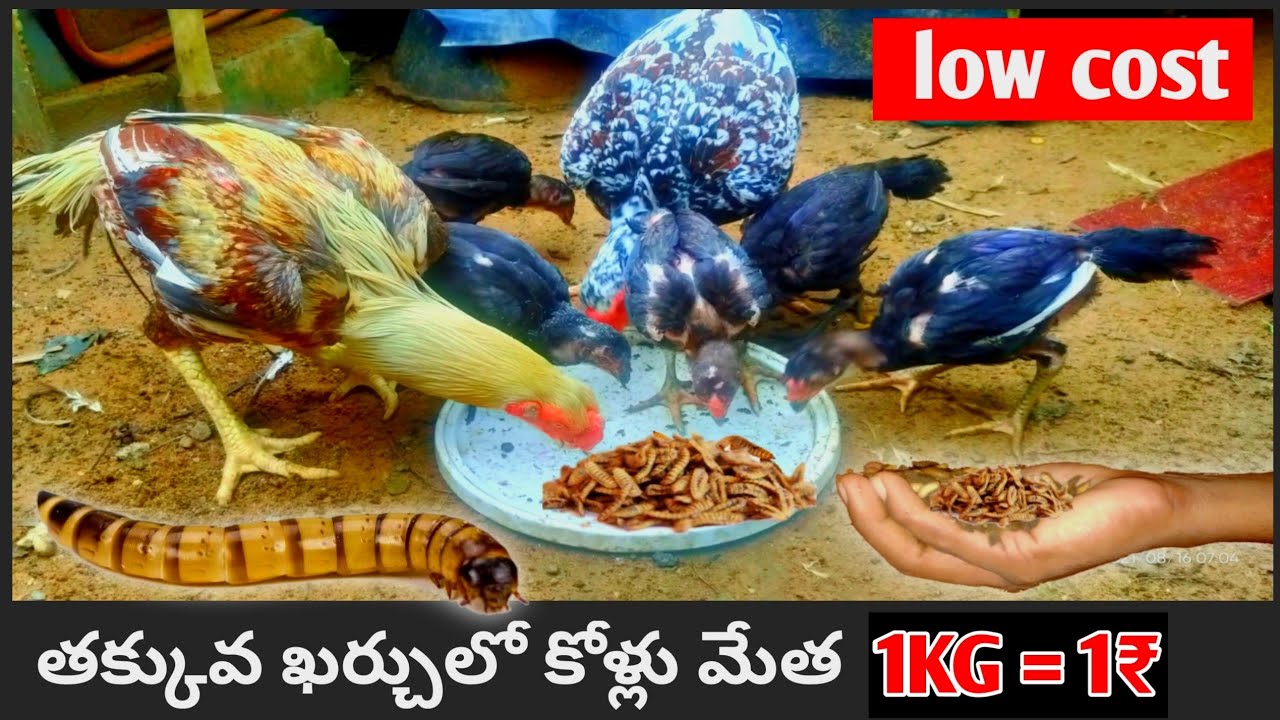 నాటు కోళ్ల కి,చేపల కి తక్కువ ఖర్చులో బలమైన పురుగులు మేత Protein chicken feed