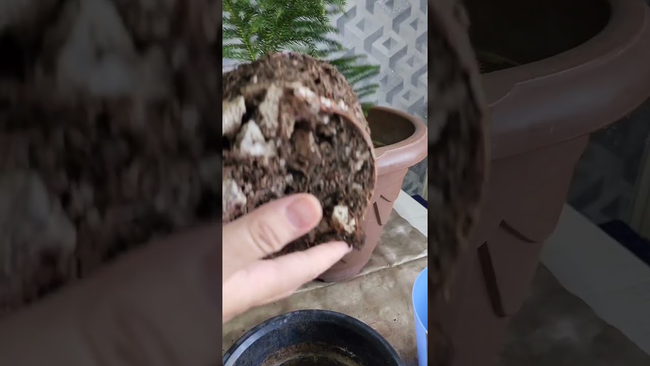 N⁰-188. Арукария гулини парвариши...