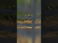 Подборка моментов с мира танков  !#rust #shorts #top