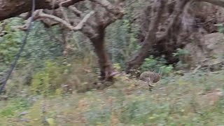Εκπαιδευτικό Λαγού 11-05-2024 Hare Hunting