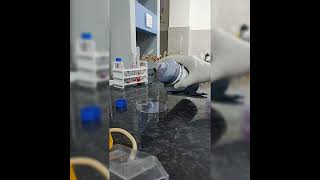 Hematology Experiment-Total Leucocyte Count (TLC)-part 1