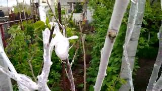 видео: Прививка хурмы, часть 1 картинка: Прививка хурмы, часть 1