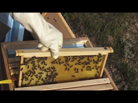 Vídeo: Como Comprar Abelhas Em