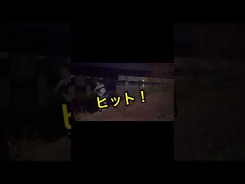 秋、シーバス爆釣！釣りに夢中になり過ぎた日　#shorts