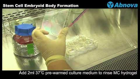 Stem Cell Embryoid Body Formation