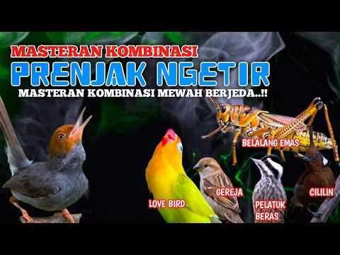 MASTER Pelatuk beras Cigun Gereja Jeda Suara Jauh