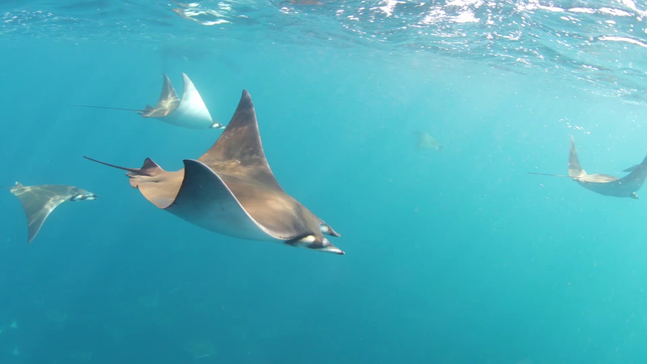 Thousands of Ray Fish Flying Through Mexico Sea 