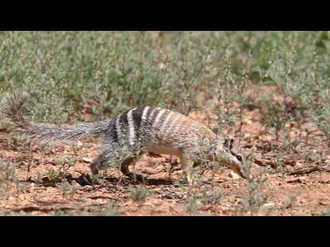 Video: ¿Qué describe las adaptaciones de numbats?