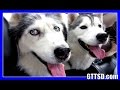 HUSKIES IN THE SECRET GARDEN | Adventure Day HUSKIES IN THE SECRET GARDEN | Adventure Day