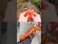 Learn Animal Names for Kids at the Stream: Giraffe Bat Monkey Zebra Chameleon