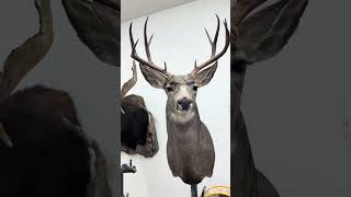 First mount as full time taxidermist
