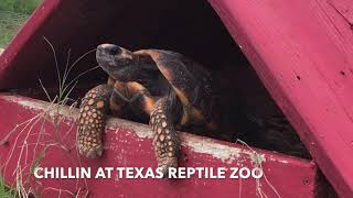 YELLOW FOOT TORTOISE IN THE HOUSE