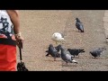 Lesser Black-Backed Gull kills Feral Pigeon