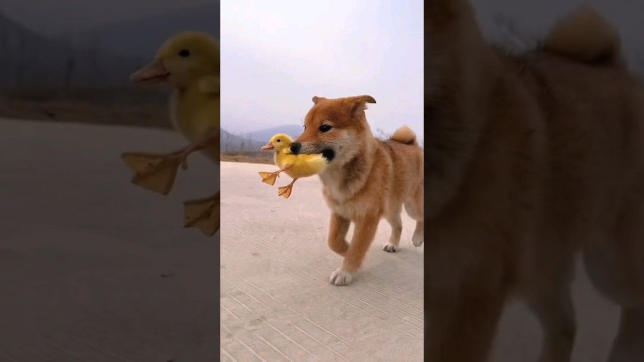 Sad Dog and Duck 