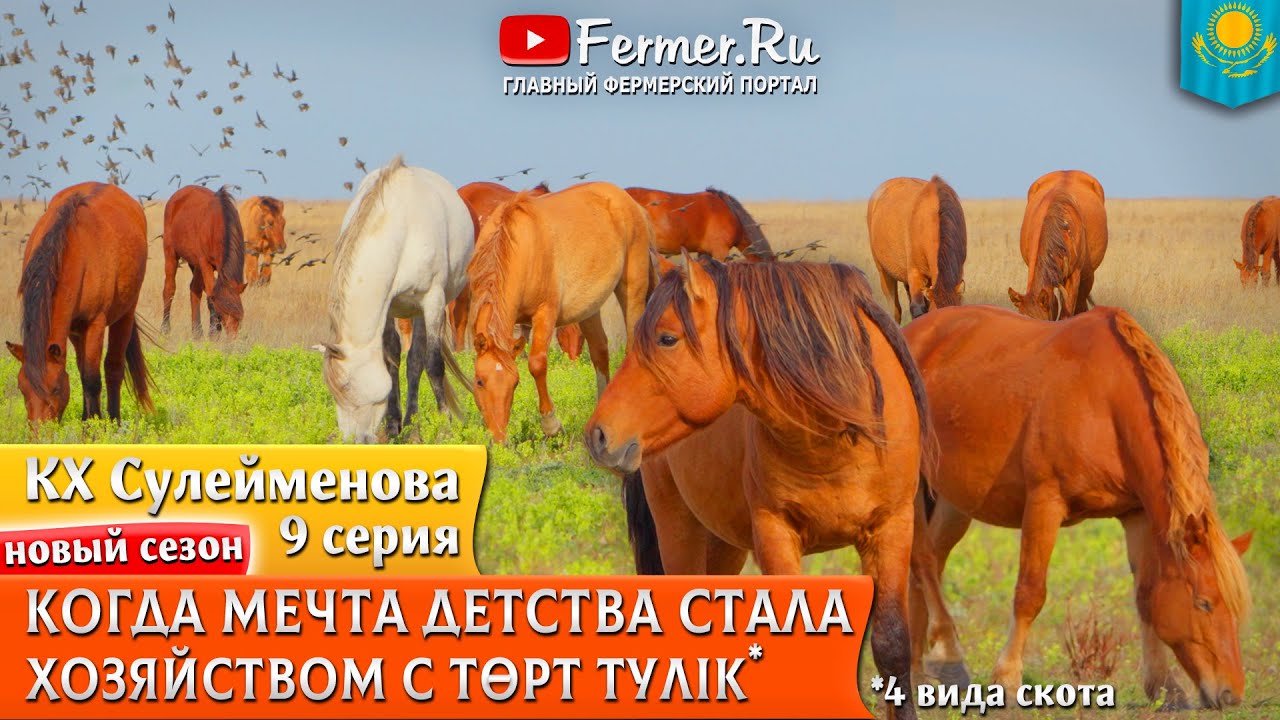 🐎Коневодство - традиция казахов. Большой табун в суровом климате Северного Казахстана.
