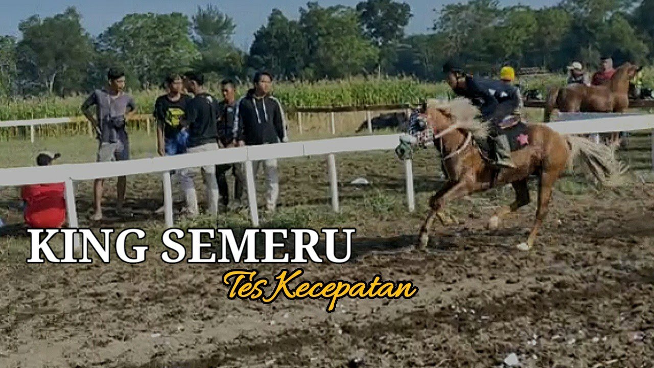 LATIHAN MINGGUAN KING SEMERU || Persiapan Pacuan Kuda Ambal 2022