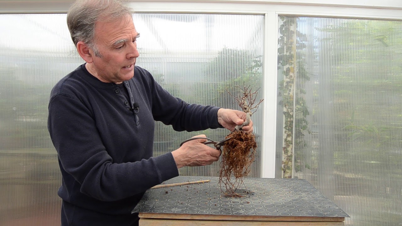 Lavado de raíces - Bonsai Colmenar