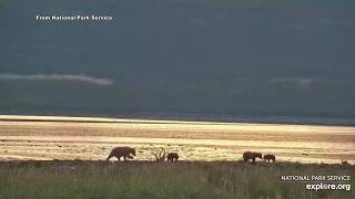 Female brown bear kills, eats cub in Katmai National Park