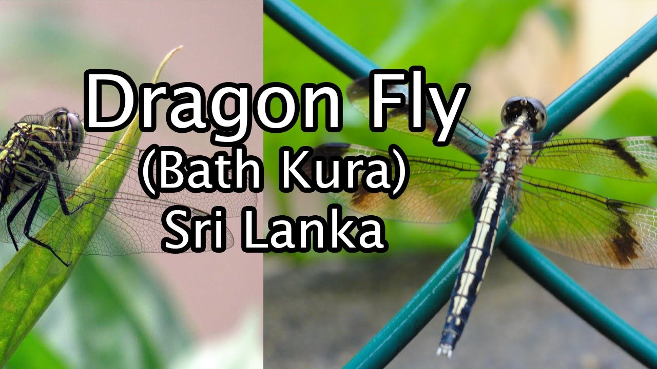 Dragon Fly | Bath Kura |Dragonfly Life Cycle| Sri Lanka - YouTube