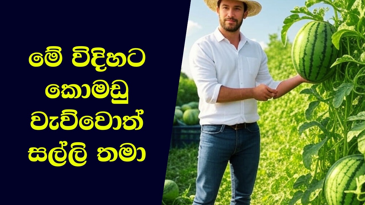 ටොන් මිලියන ගණනක කොමඩු අස්වැන්න ලබා ගන්න විදිහ.