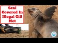 Seal Covered In Illegal Gill Net