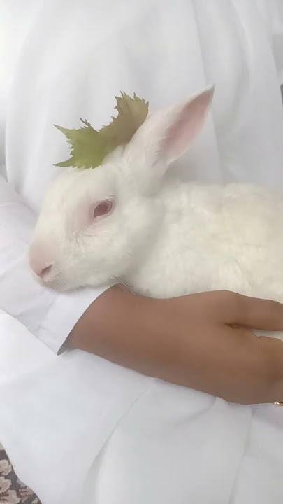 #rabbit #bunny #cute #mycuterabbit #animals #youtubeshorts #bunnyoftheday #love #momaboy#mycutepet