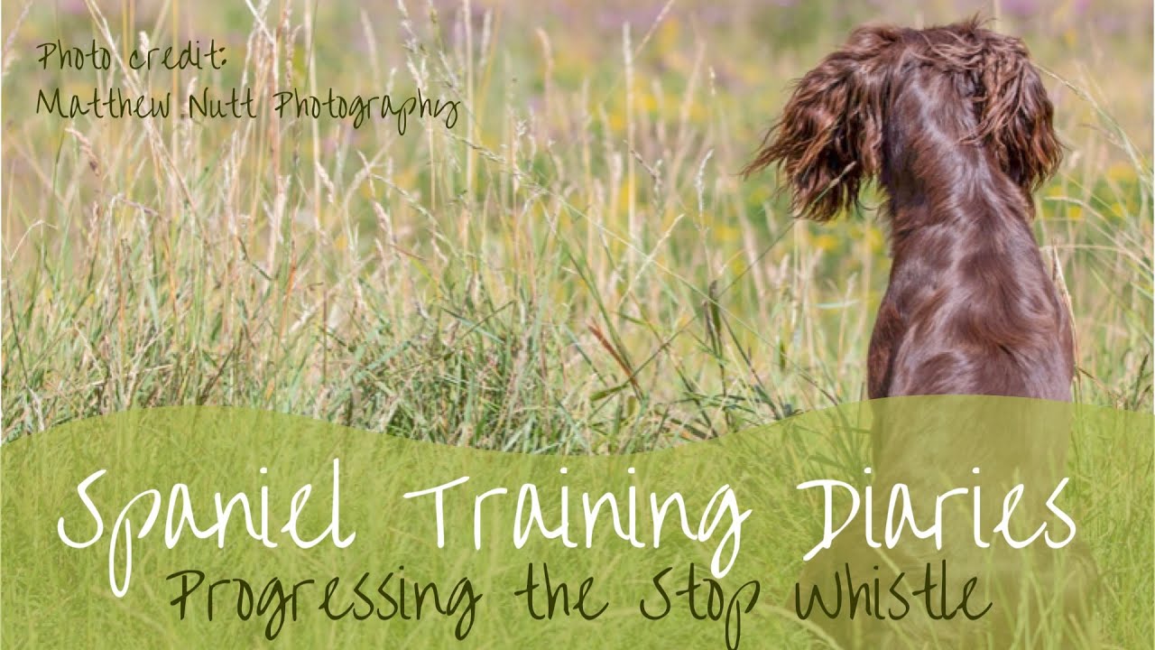Gundog Training - Progressing the stop whistle and directional cues ...