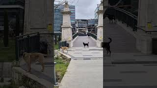 dogs freely barking and playing around vadistanbul