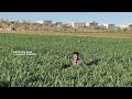 سهم الغدر    اسمعها